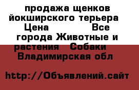 продажа щенков йокширского терьера › Цена ­ 25 000 - Все города Животные и растения » Собаки   . Владимирская обл.